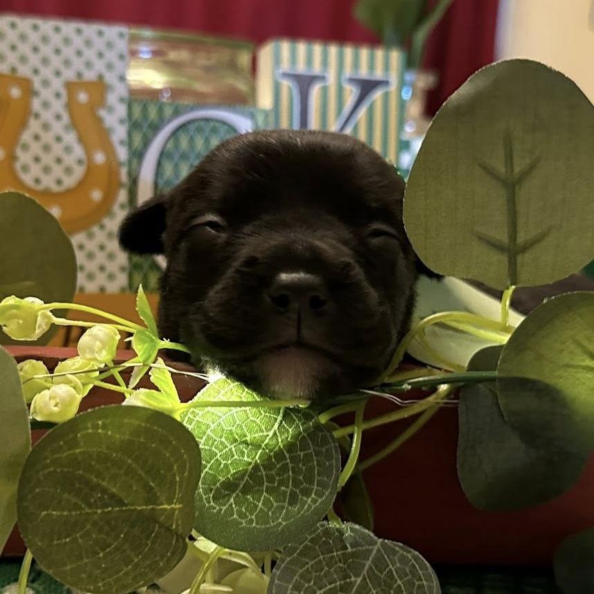 Brutus C-34441, Adoptable, Puppy Male Rat Terrier & Pug.