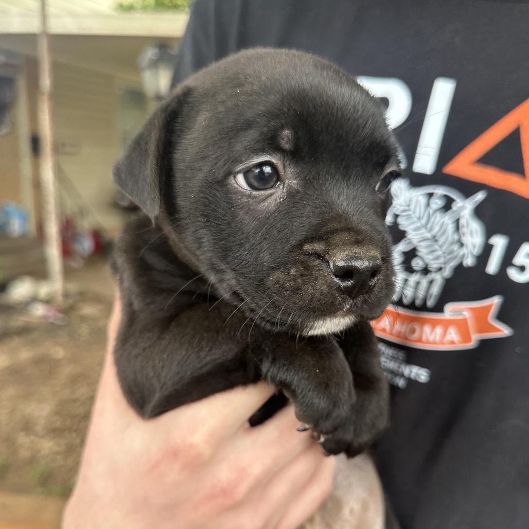 Enlarge Brutus C-34441, a Adoptable mixed breed in Oklahoma City, OK image 2/3