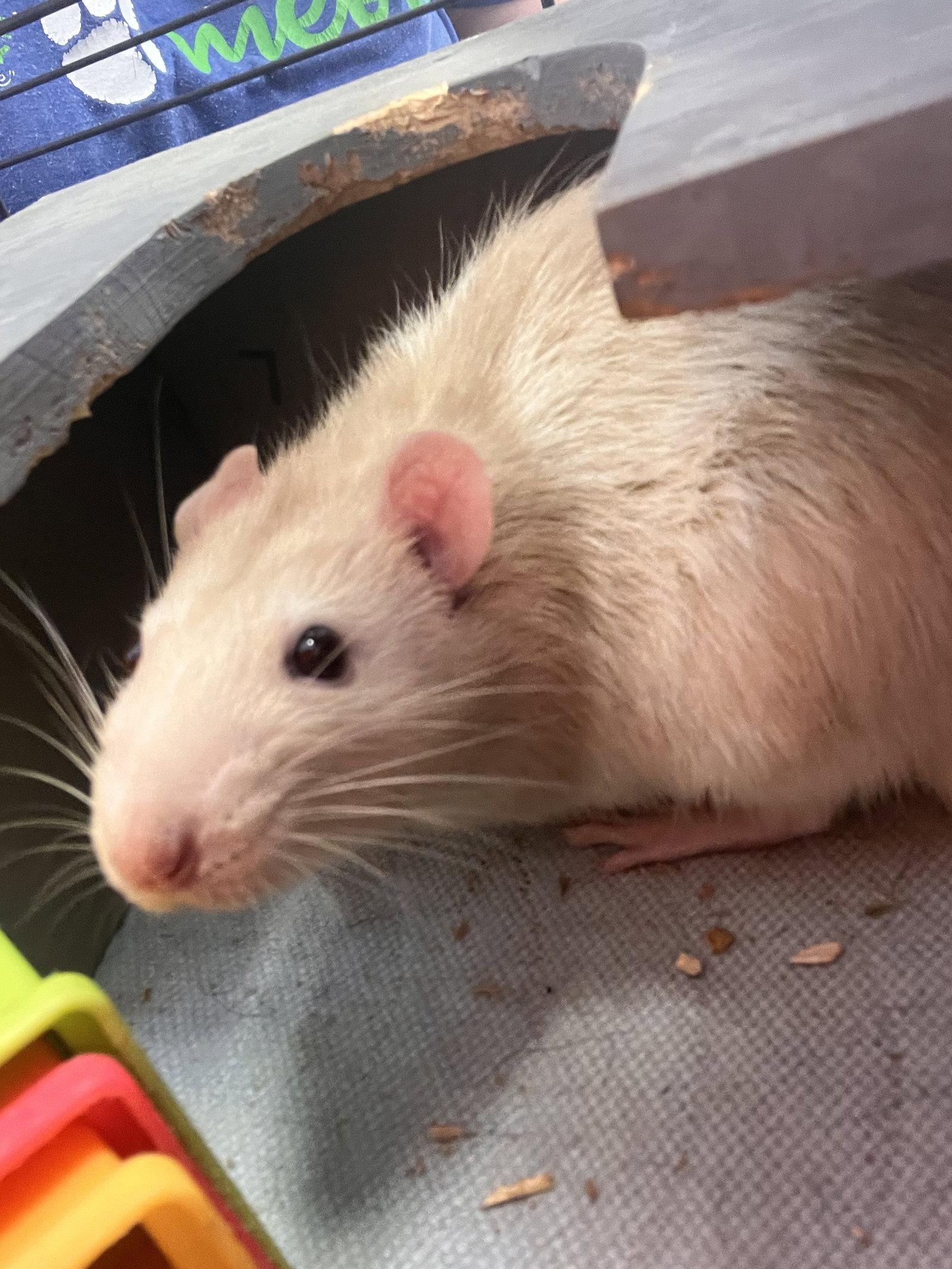 Ben, Adoptable, Adult Male Rat.