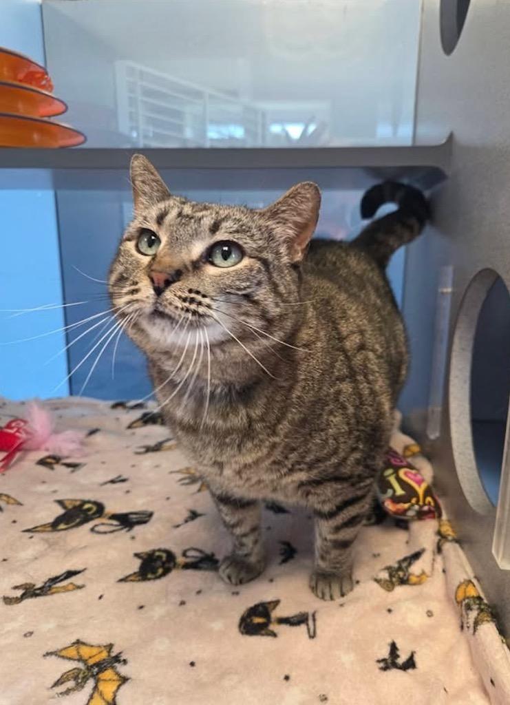 Chubby, a Adopted mixed breed in Liverpool, NY image 2/2