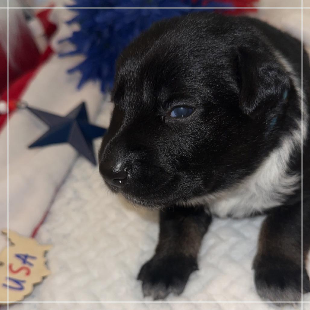 Enlarge Jack, a Adoptable mixed breed in Chandler, AZ image 2/6