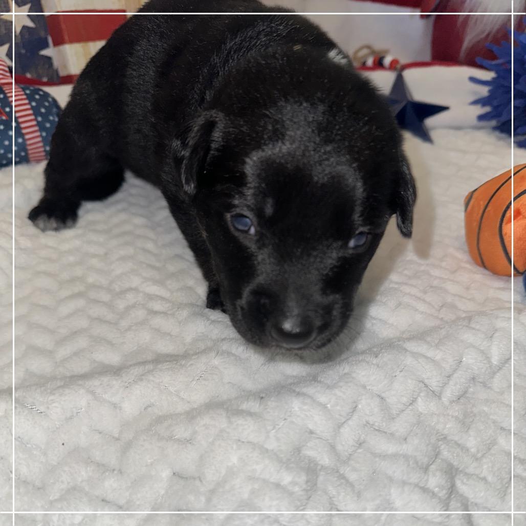 Enlarge Jack, a Adoptable mixed breed in Chandler, AZ image 4/6