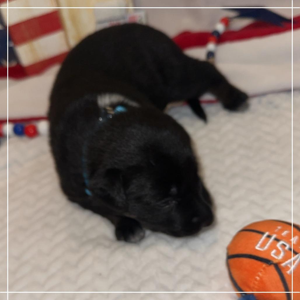 Enlarge Jack, a Adoptable mixed breed in Chandler, AZ image 6/6