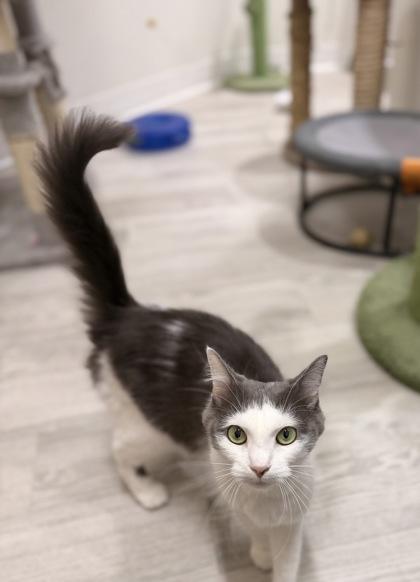 Collette, an adopted Domestic Short Hair in Annapolis, MD image 2/2