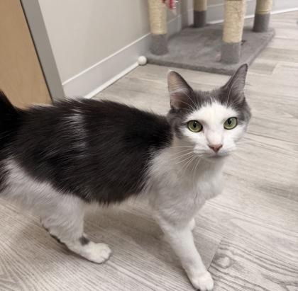 Collette, an adopted Domestic Short Hair in Annapolis, MD image 1/2