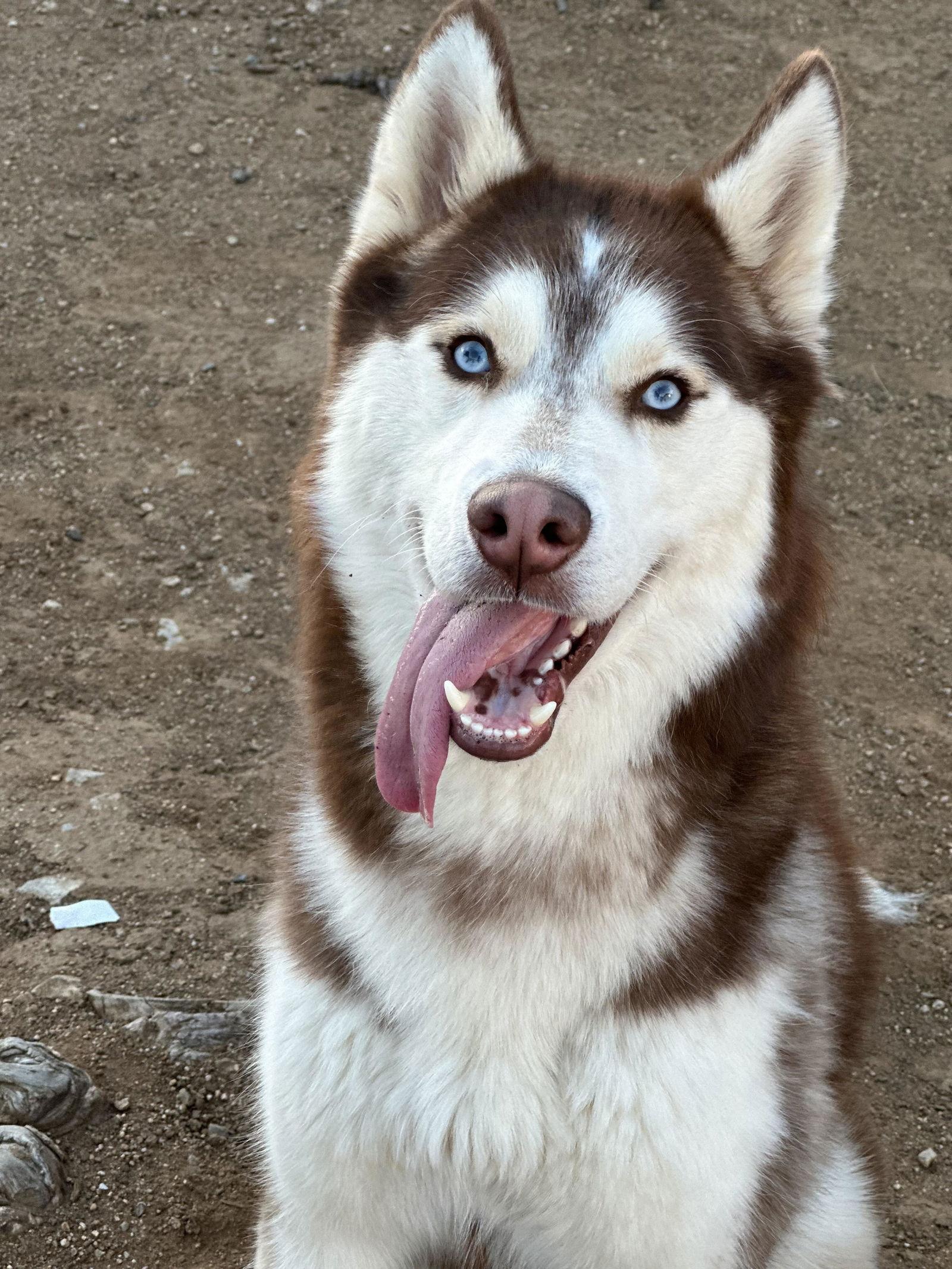Whiskey, Adoptable, Adult Male Siberian Husky.