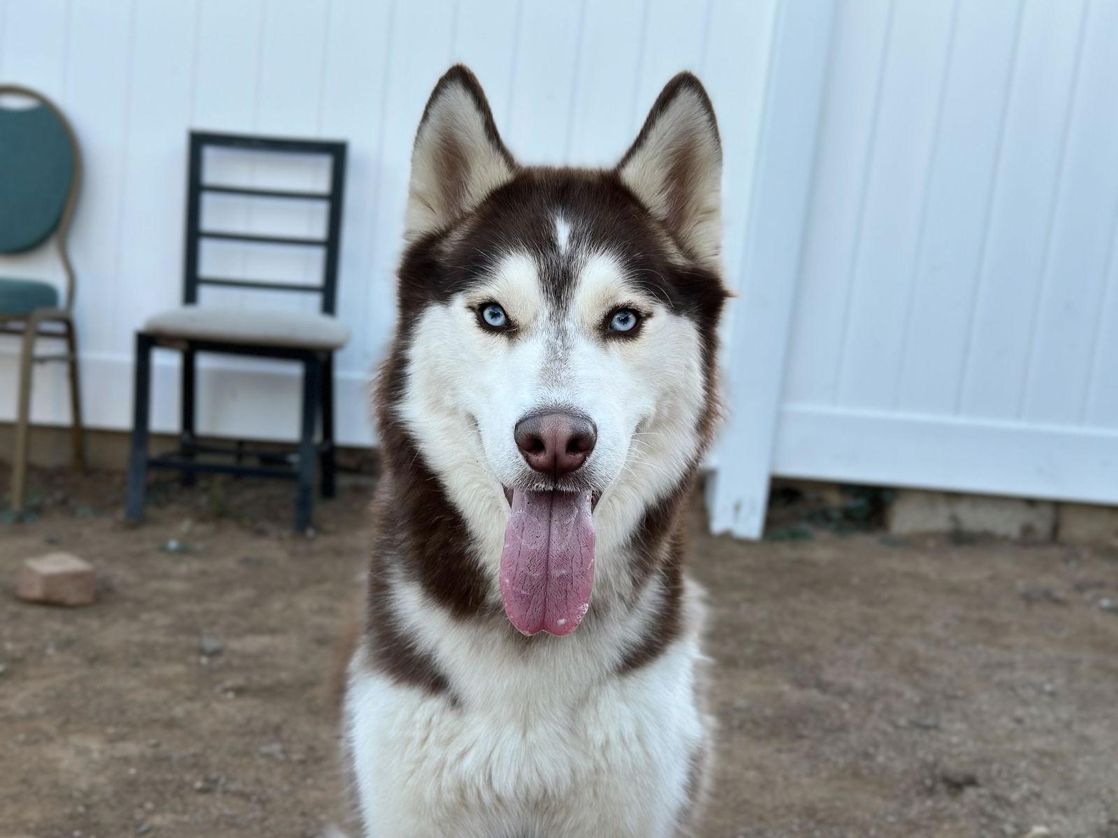 Enlarge Whiskey, a Adoptable Siberian Husky in San Diego, CA image 2/3