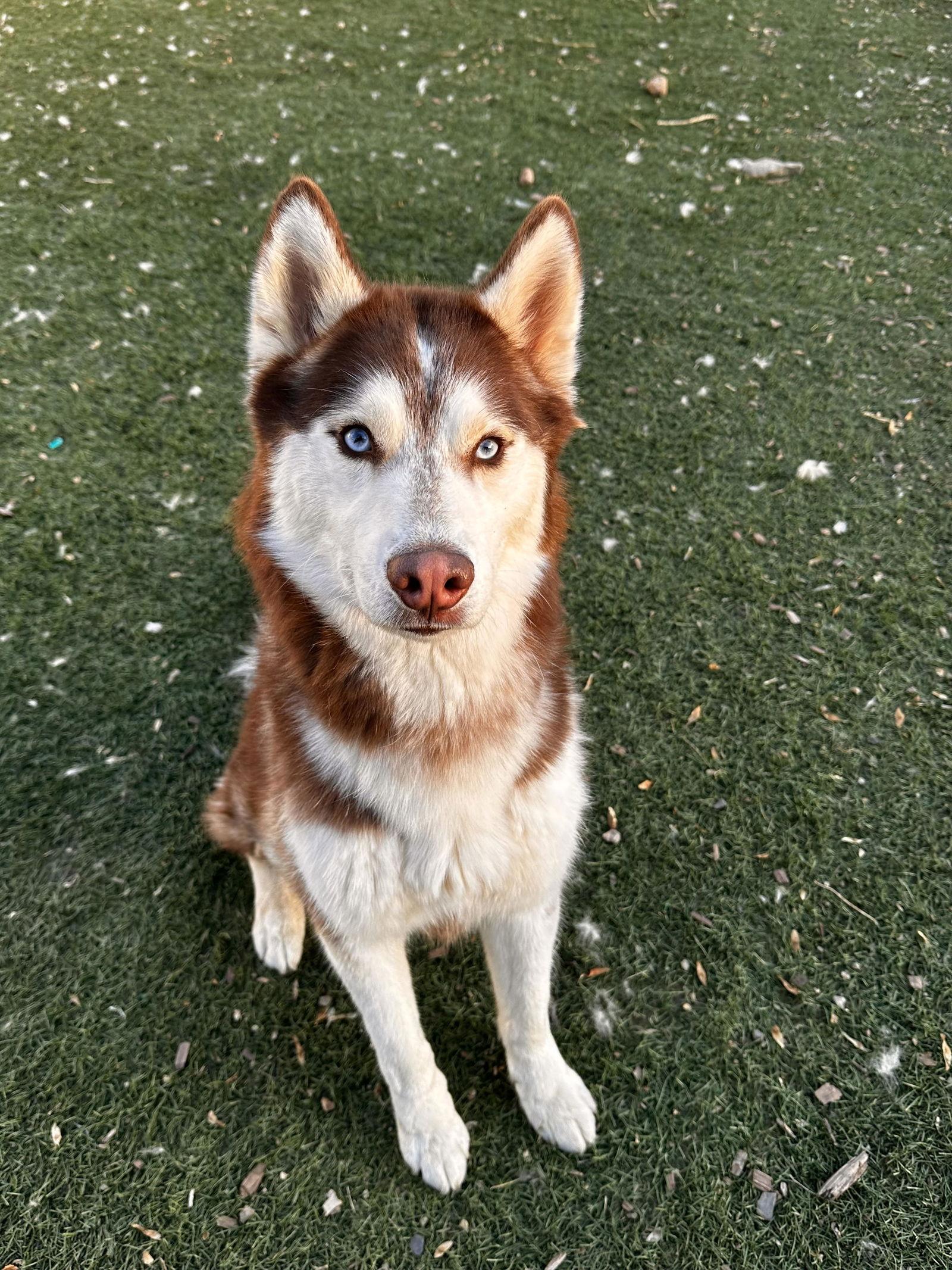 Enlarge Whiskey, a Adoptable Siberian Husky in San Diego, CA image 3/3