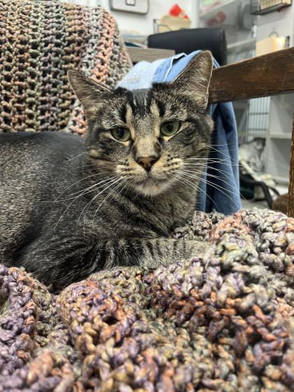 Junior, Adoptable, Adult Male Domestic Short Hair & Domestic Short Hair.
