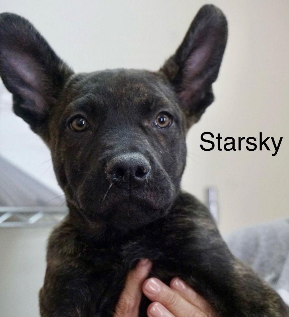 Starsky, Adoptable, Puppy Male Staffordshire Bull Terrier & Terrier.