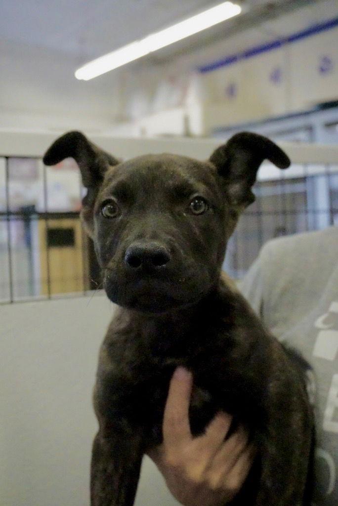 Enlarge Starsky, a Adoptable mixed breed in Saint George, UT image 2/2