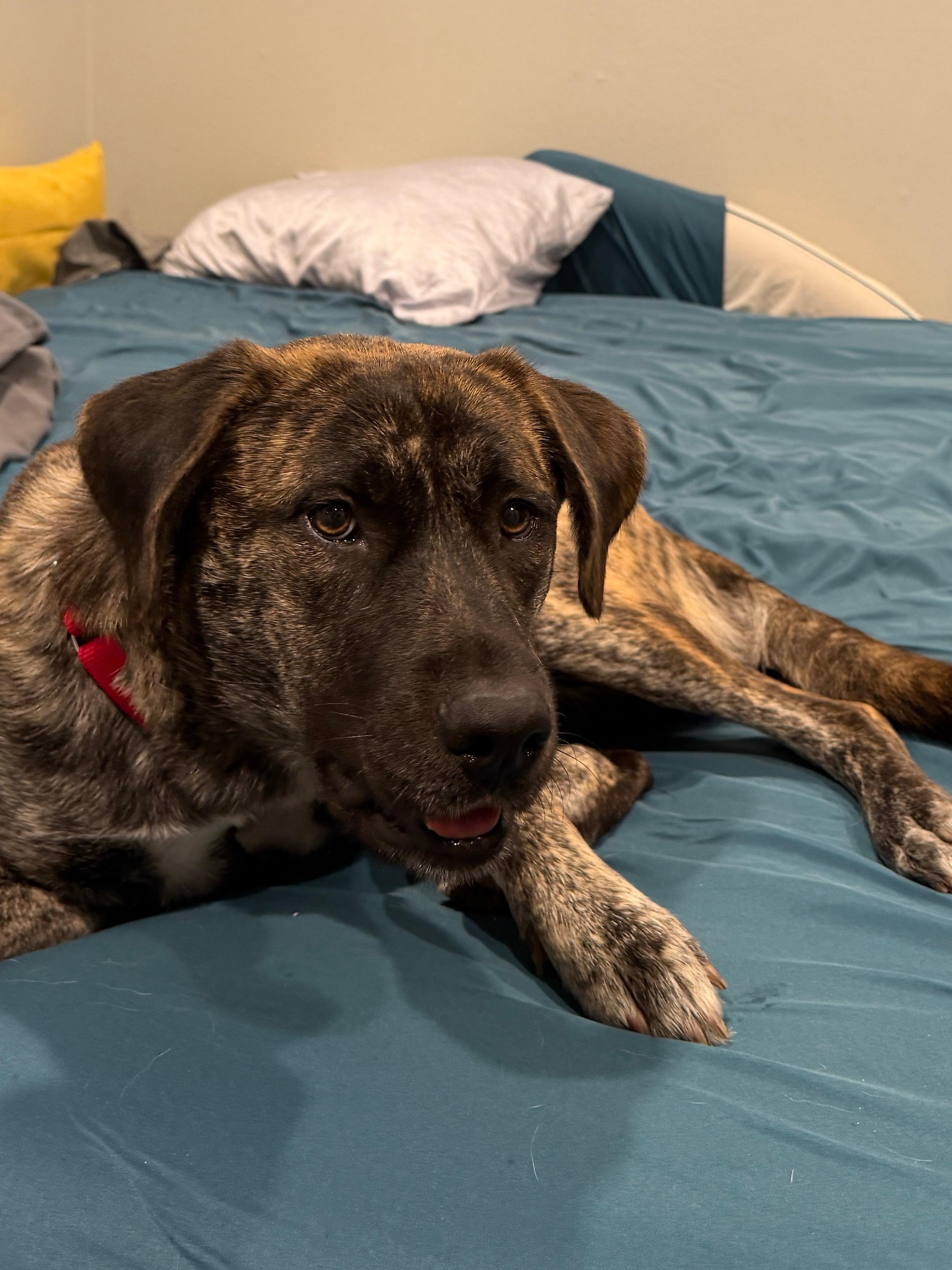 Enlarge Monet, a Adoptable mixed breed in La Mesa, CA image 5/6