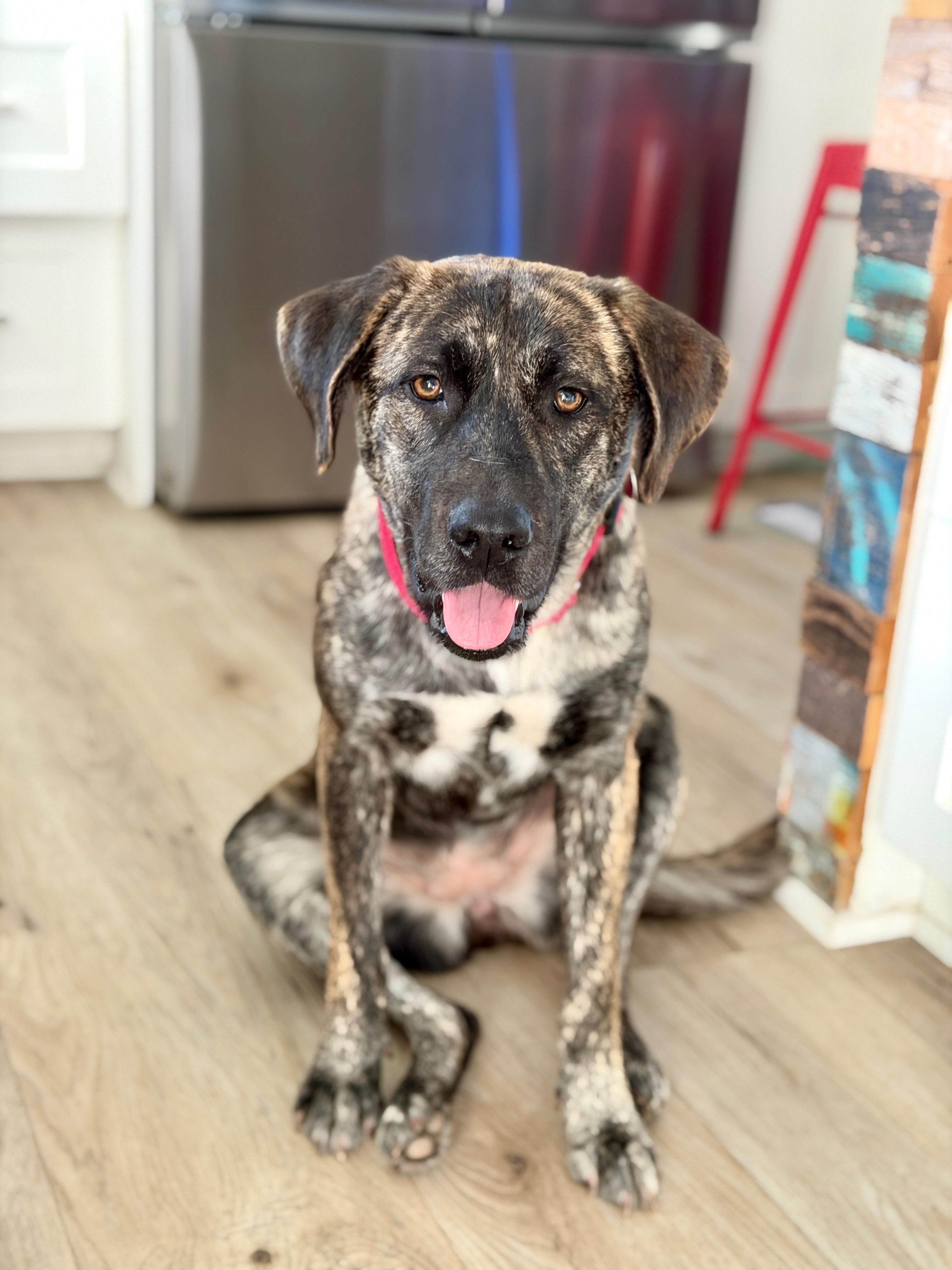 Enlarge Monet, a Adoptable mixed breed in La Mesa, CA image 1/6