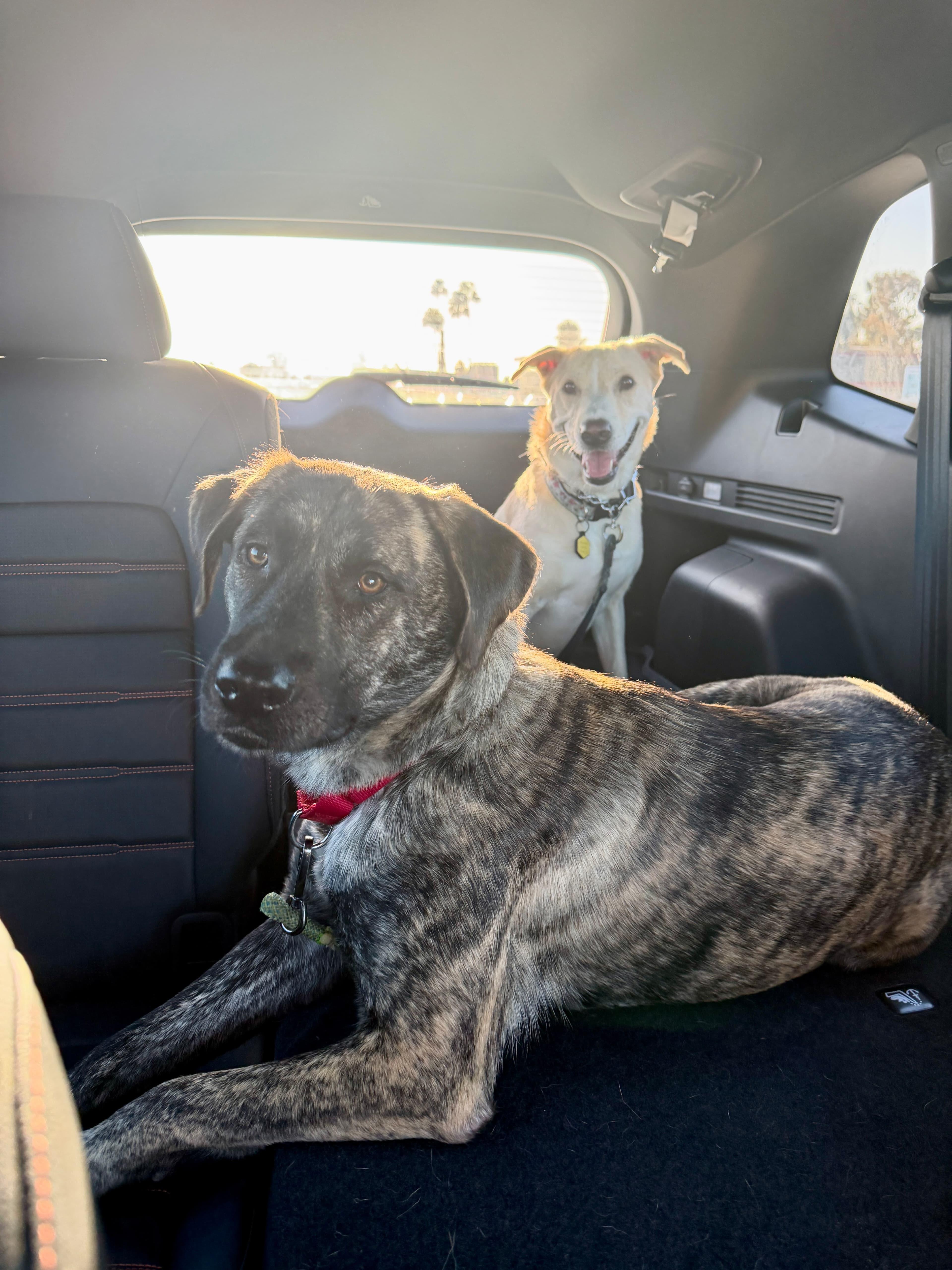 Enlarge Monet, a Adoptable mixed breed in La Mesa, CA image 3/6