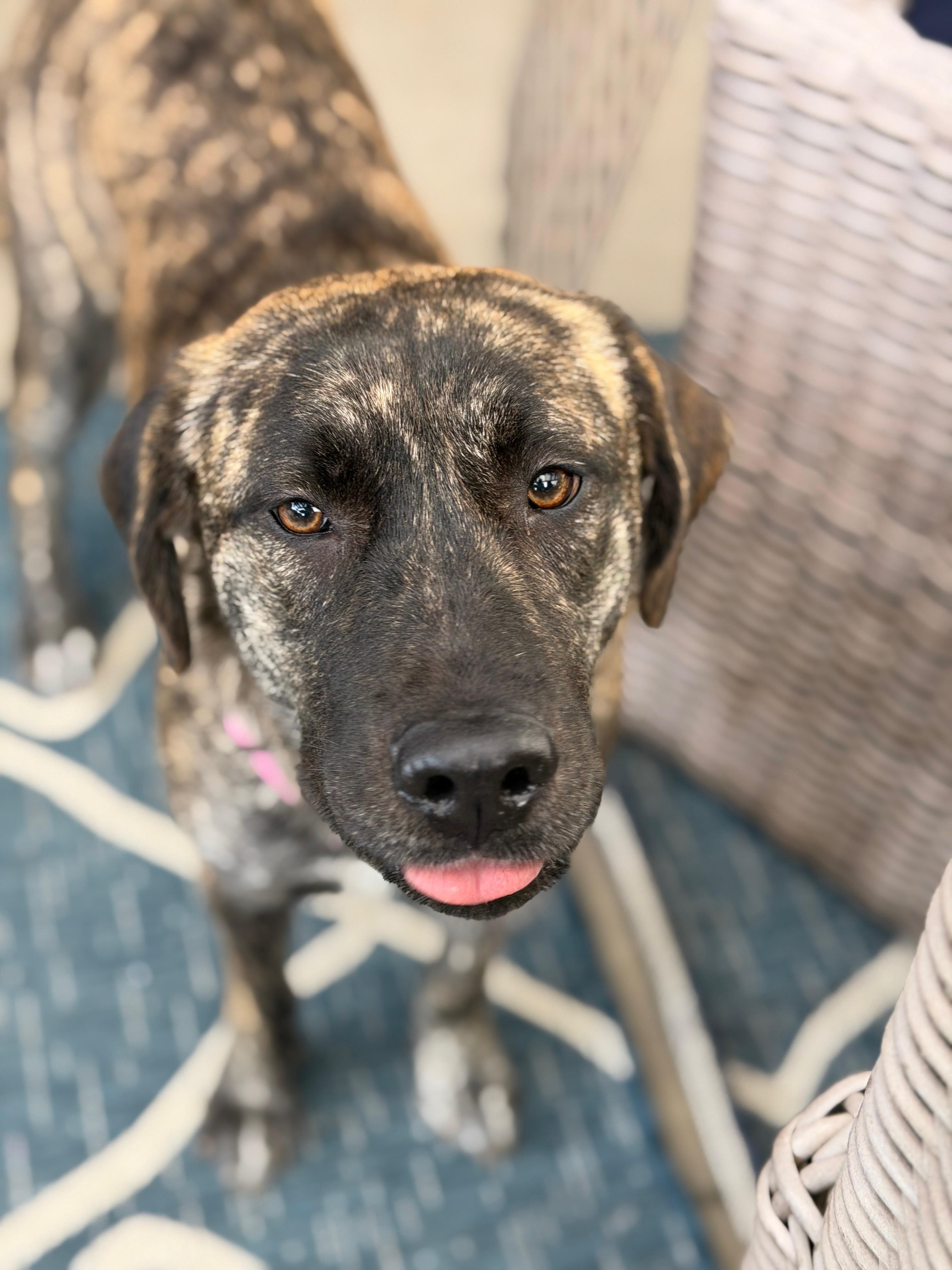 Enlarge Monet, a Adoptable mixed breed in La Mesa, CA image 2/6