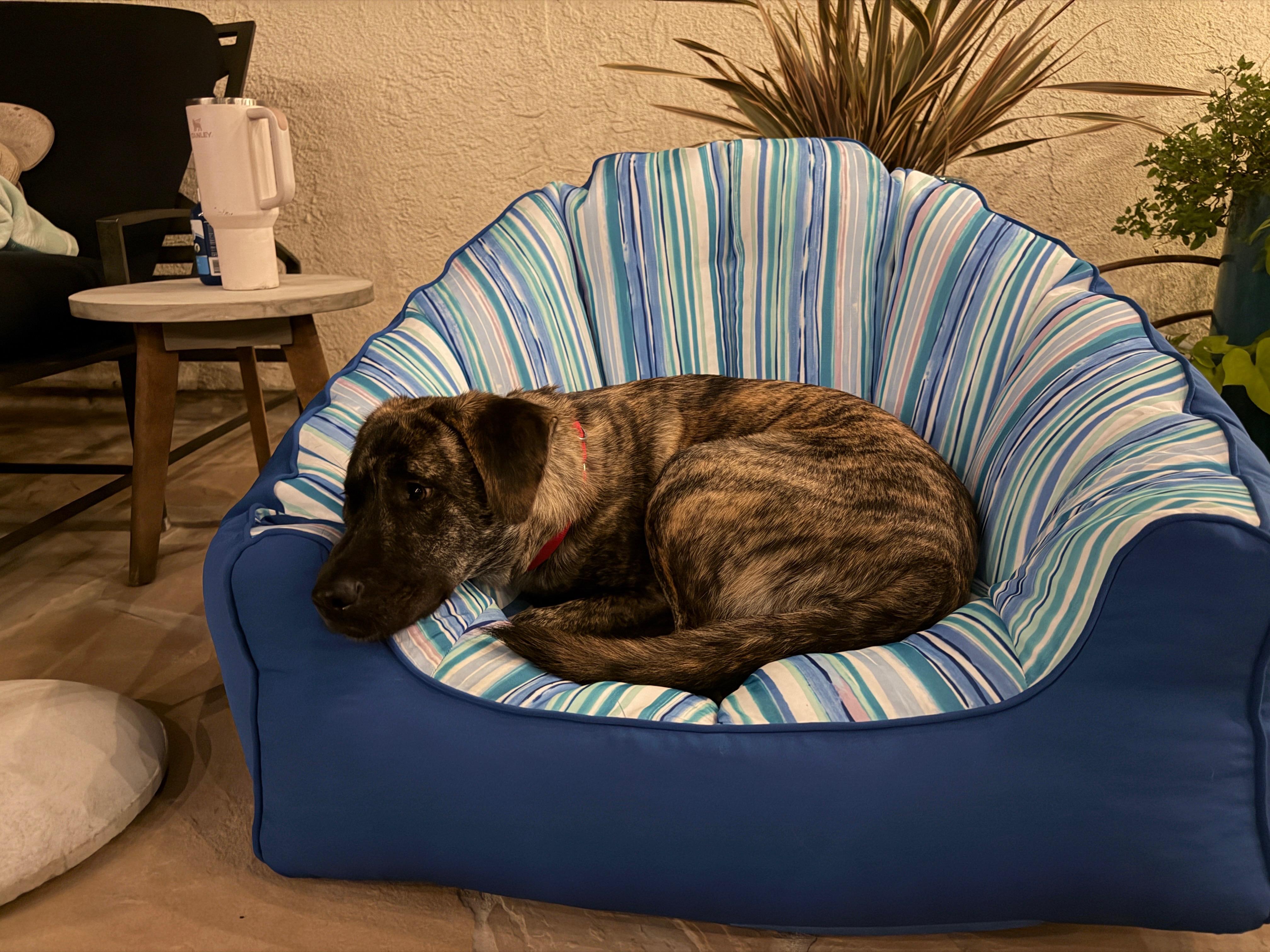 Enlarge Monet, a Adoptable mixed breed in La Mesa, CA image 4/6