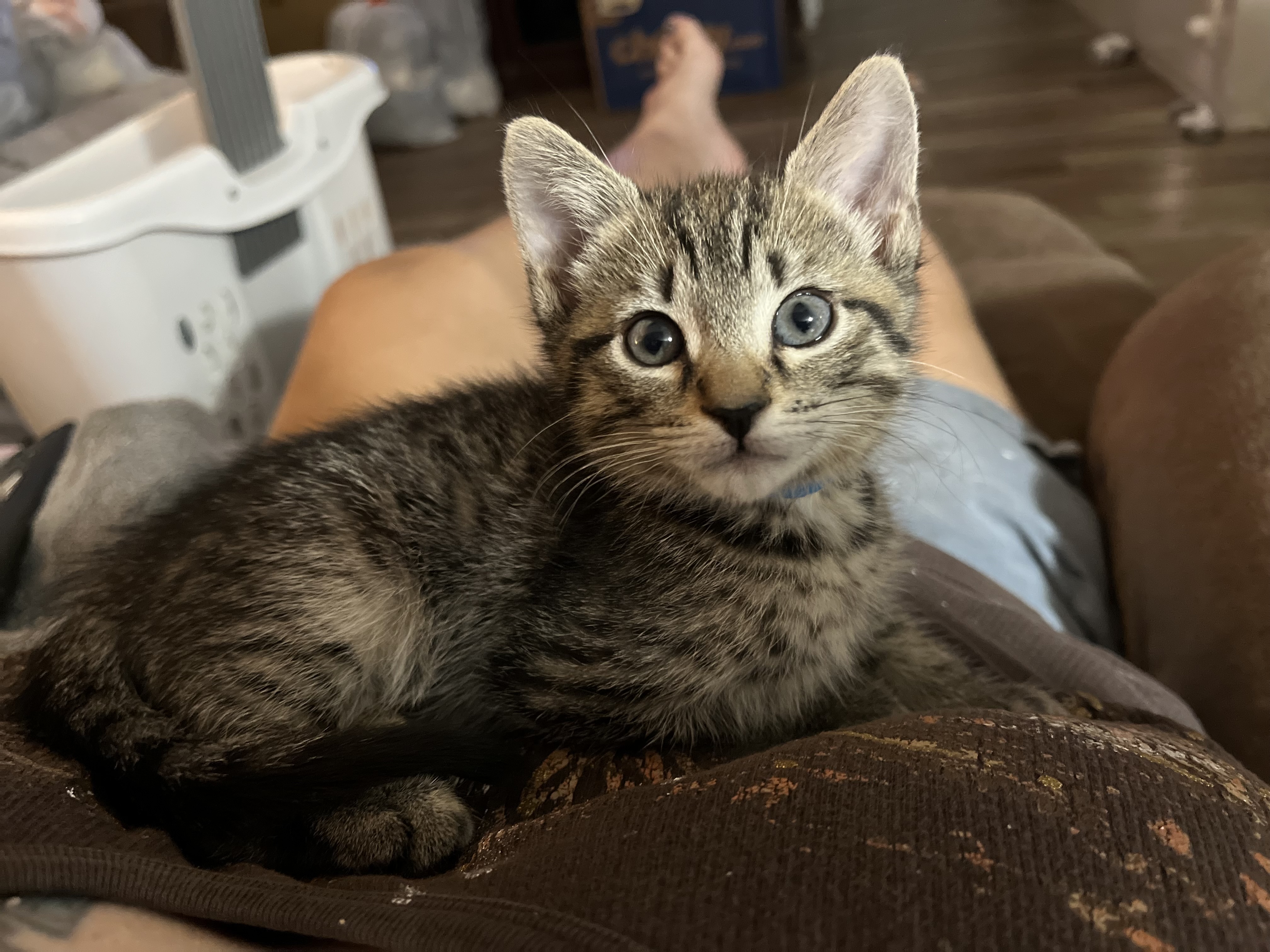 Mulder, Adopted, Kitten Male Tabby.