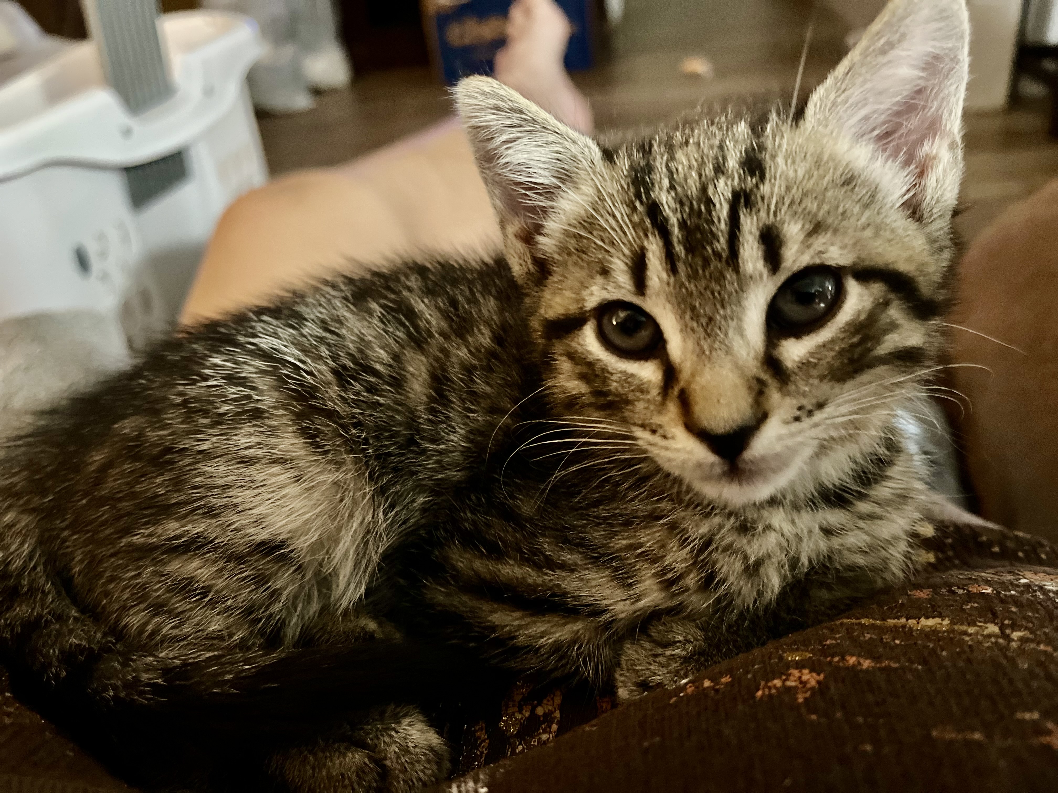 Enlarge Mulder, a Adopted Tabby in Hialeah, FL image 2/3