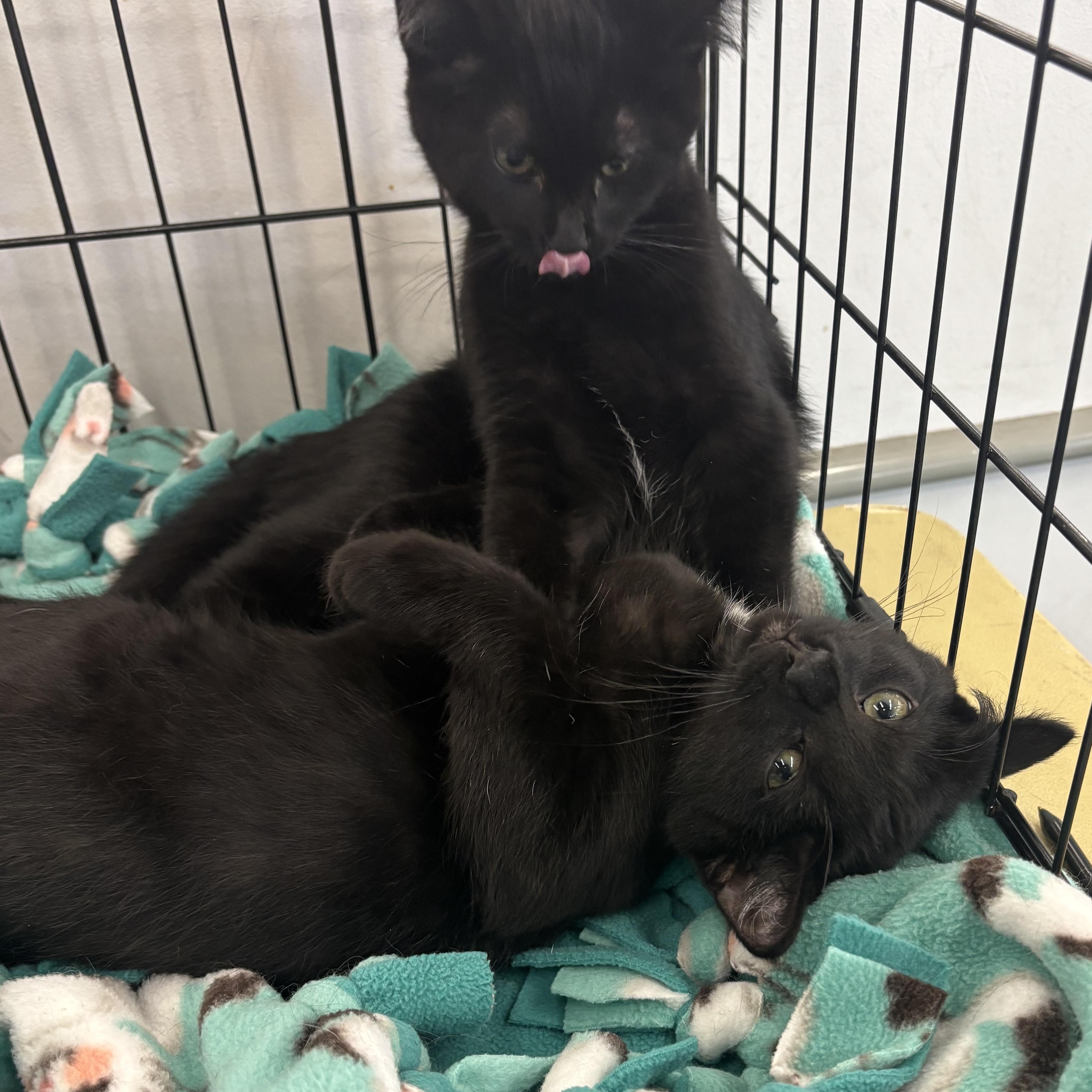 SULLIVAN, a Adoptable Domestic Short Hair in Schnecksville, PA image 5/5