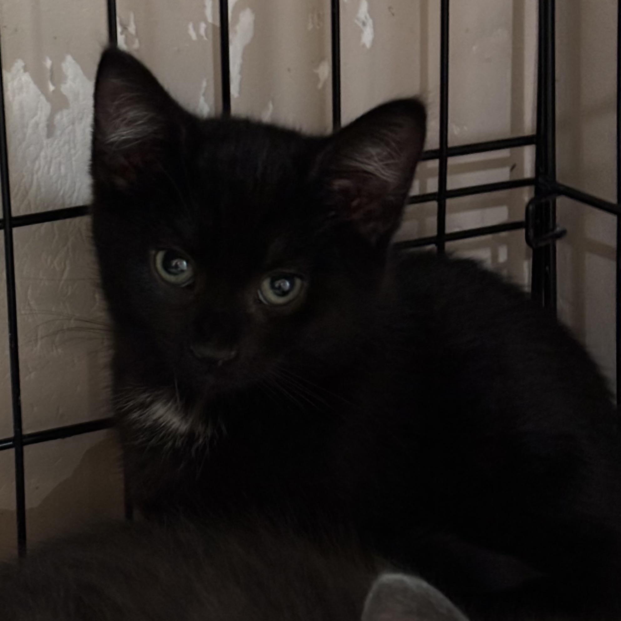 SULLIVAN, Adoptable, Kitten Male Domestic Short Hair.