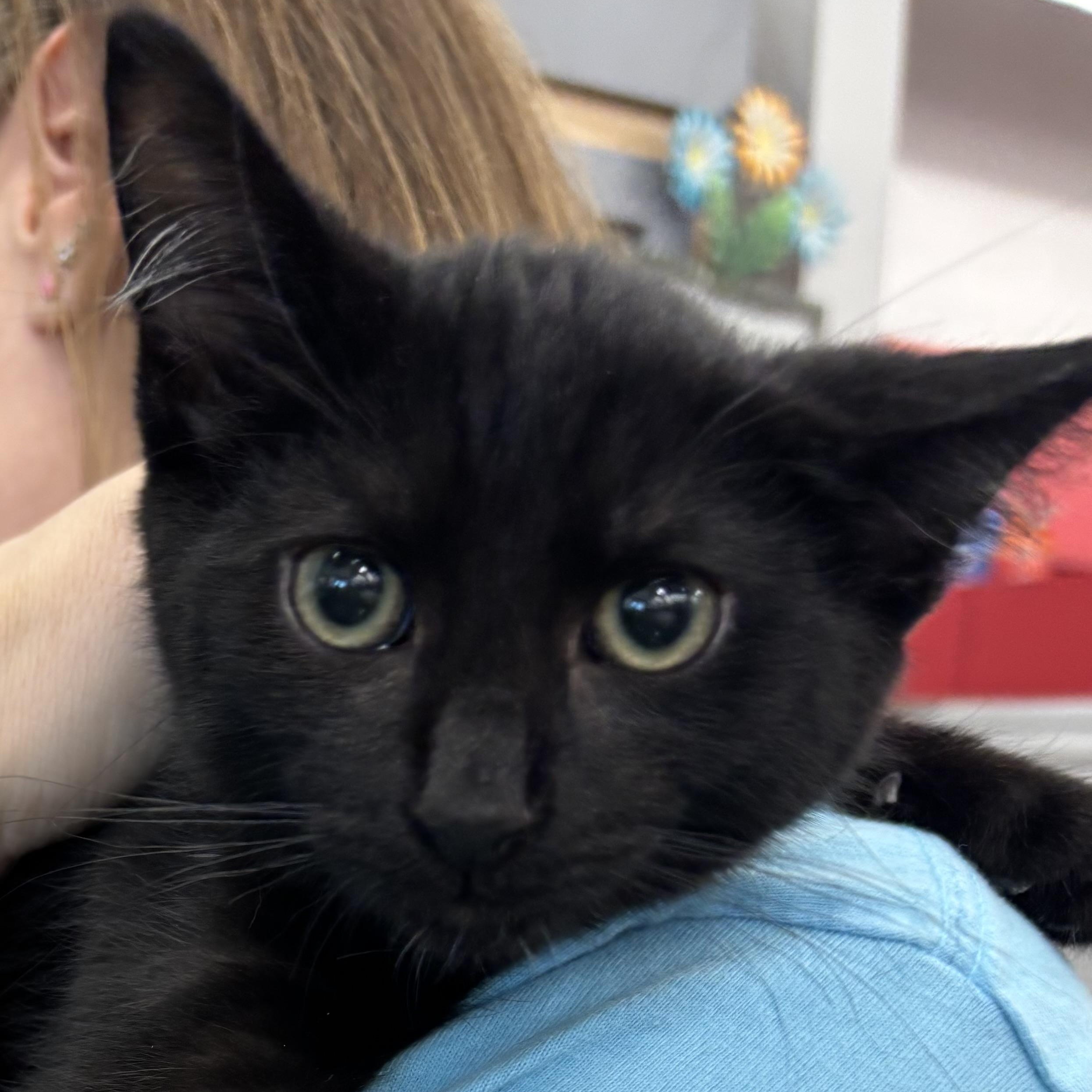 SULLIVAN, a Adoptable Domestic Short Hair in Schnecksville, PA image 3/5