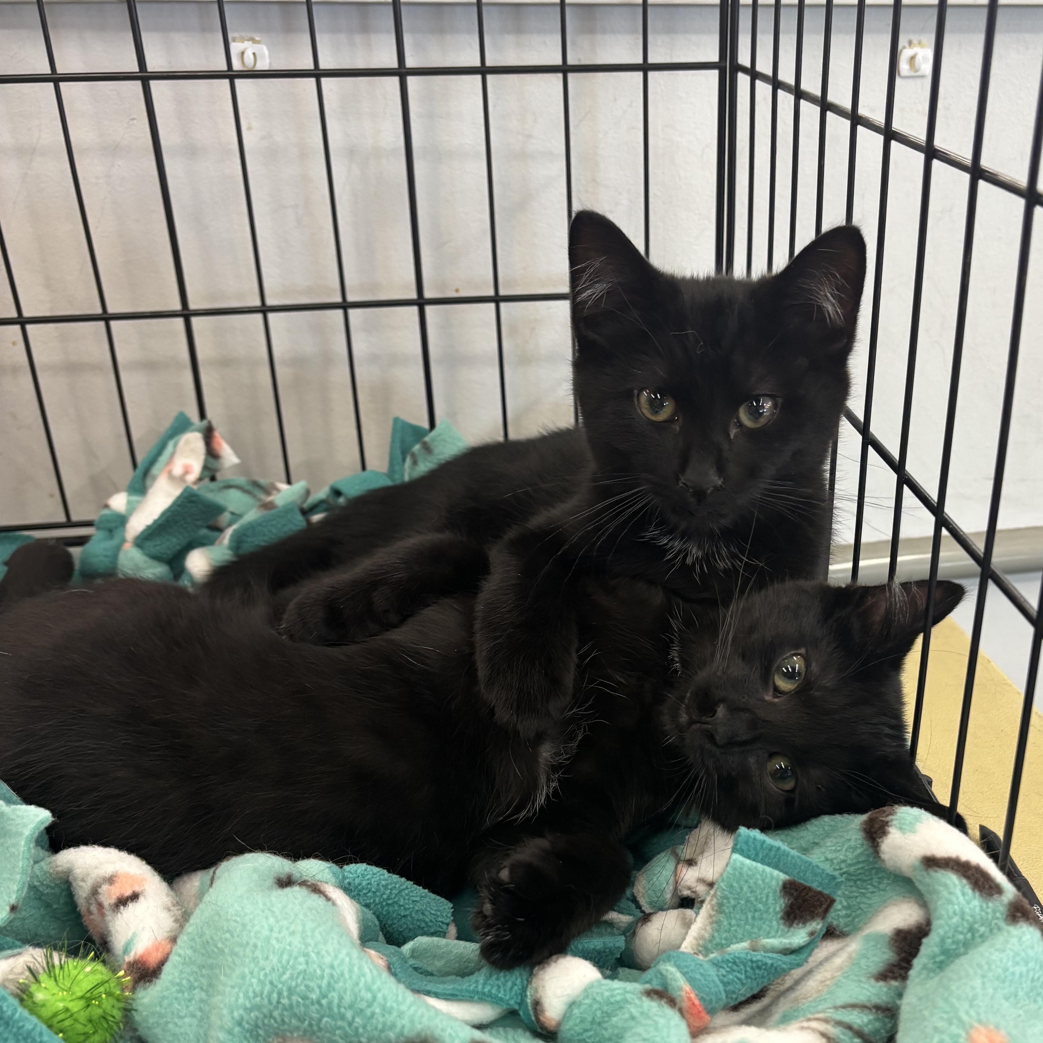 SULLIVAN, a Adoptable Domestic Short Hair in Schnecksville, PA image 4/5