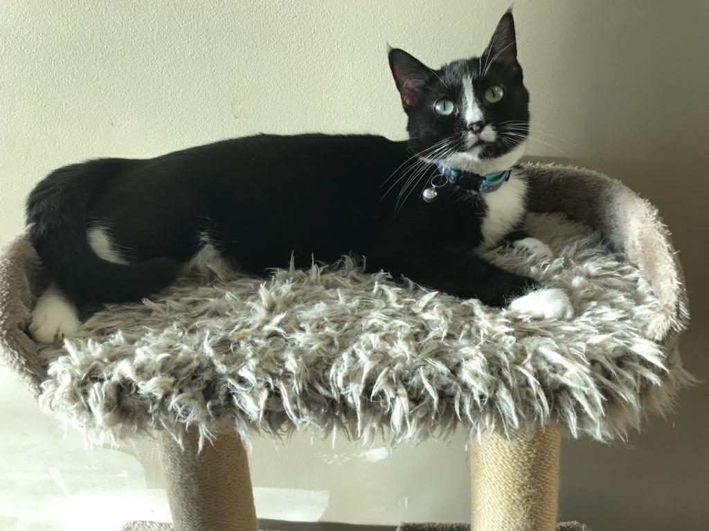 Whiskers, ADOPTABLE, Adult Female Tuxedo.