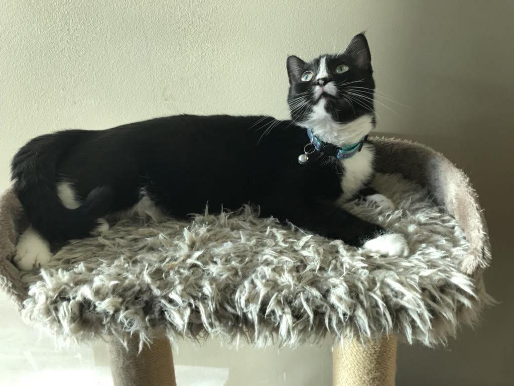 Enlarge Whiskers, a ADOPTABLE Tuxedo in Winnipeg, MB image 2/4