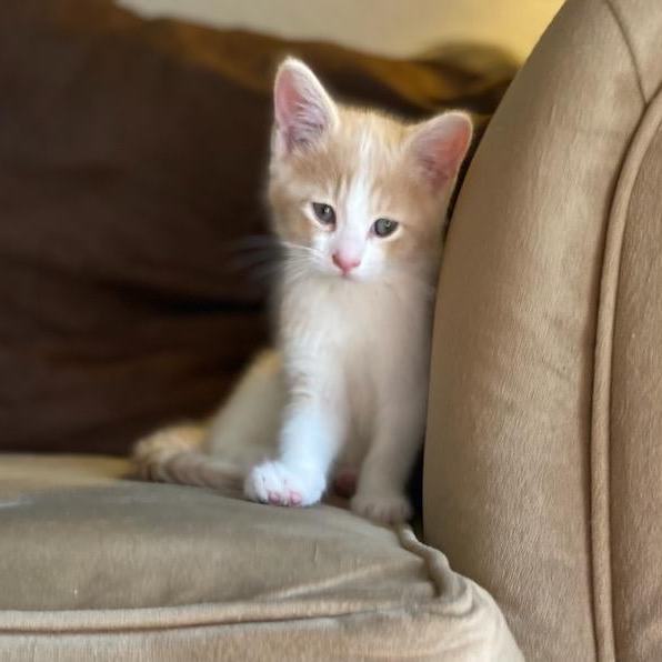 Cat for adoption DEVON , a Domestic Short Hair & Tabby Mix in Escalon, CA Petfinder