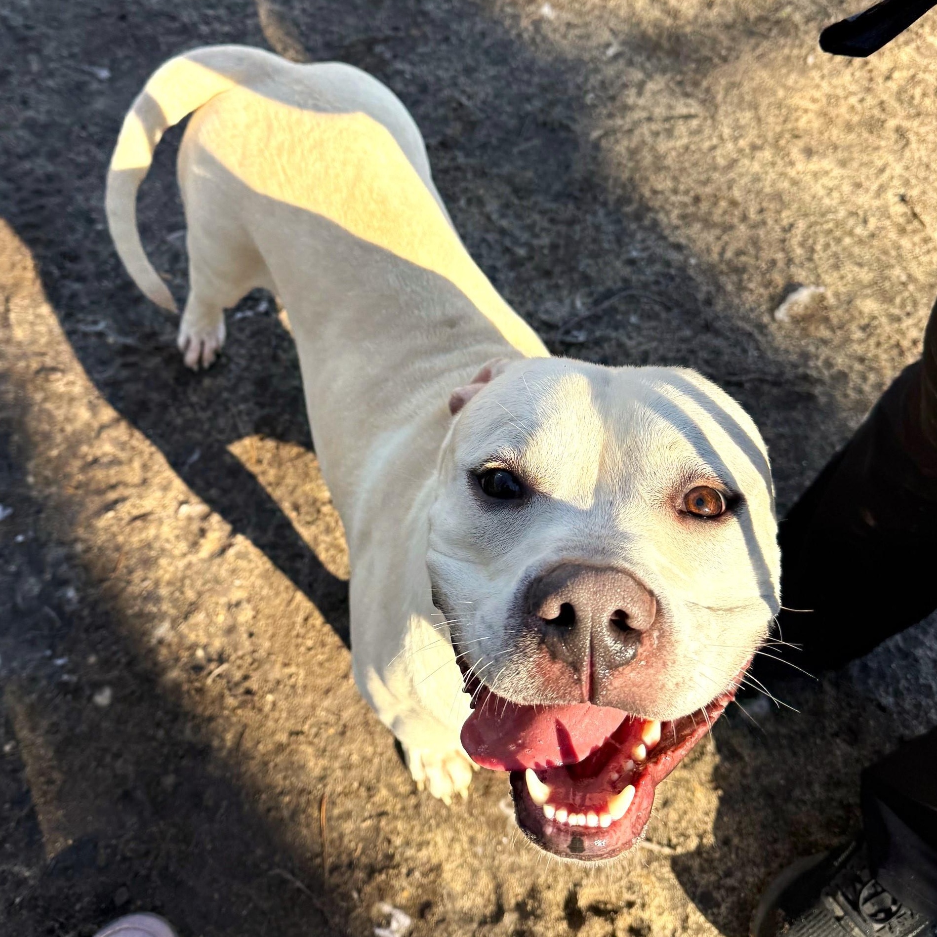 Enlarge Lance, an adopted mixed breed in Brookhaven, NY image 2/6
