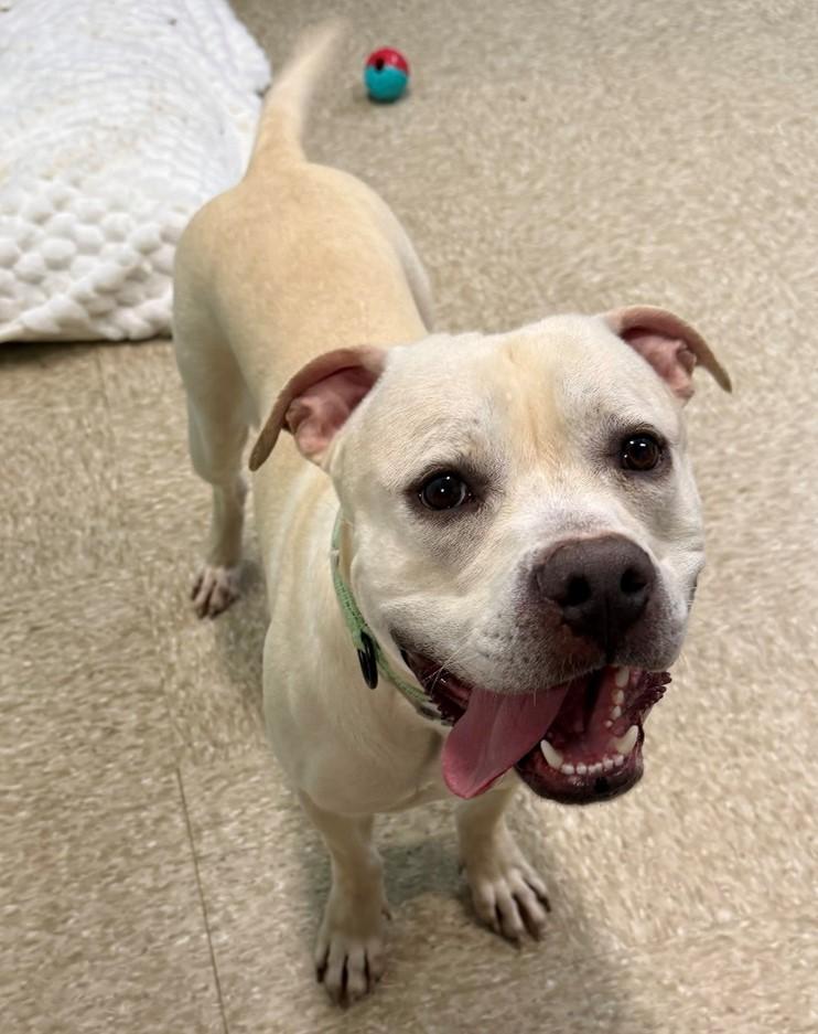 Lance, adopted, Adult Male Labrador Retriever.