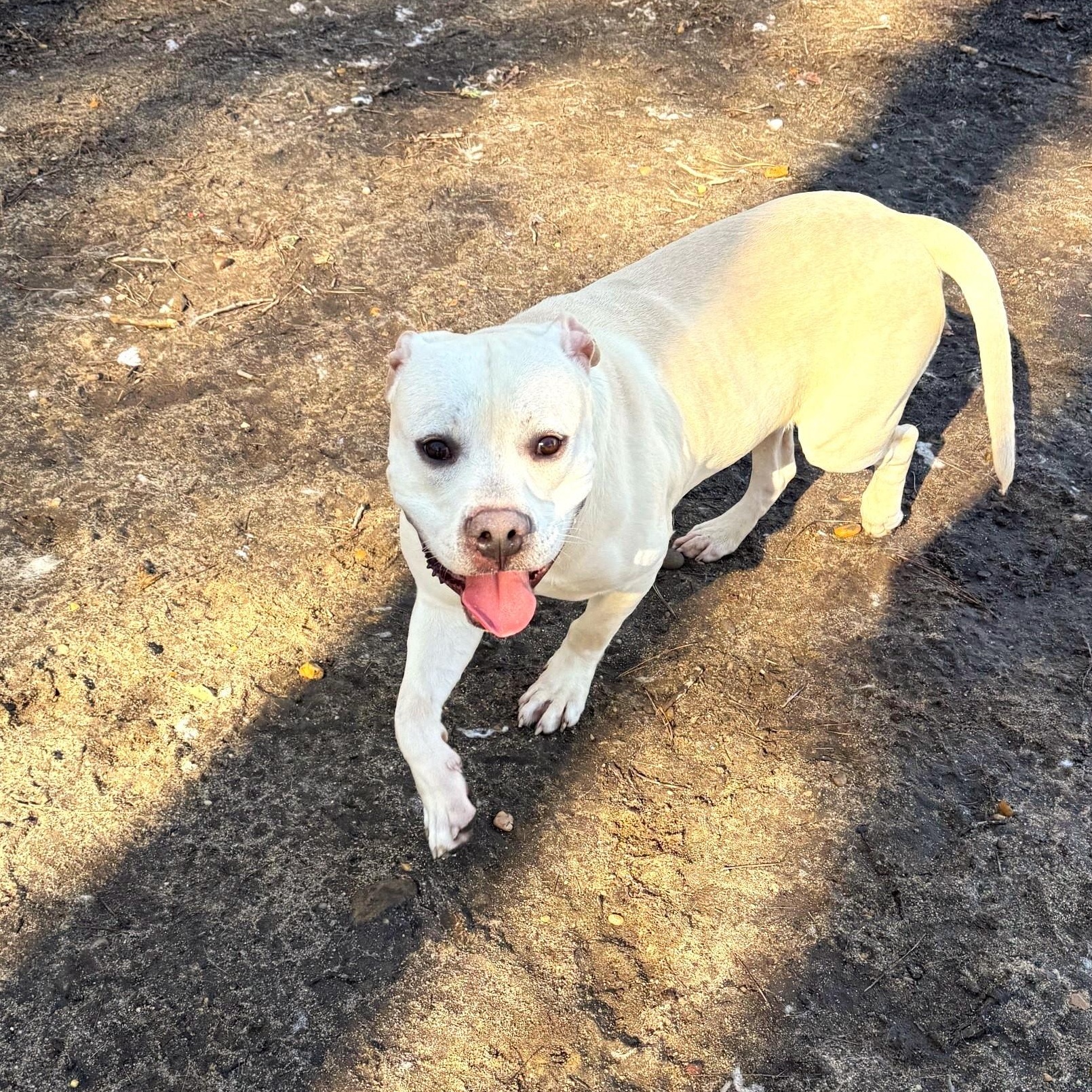 Enlarge Lance, an adopted mixed breed in Brookhaven, NY image 4/6