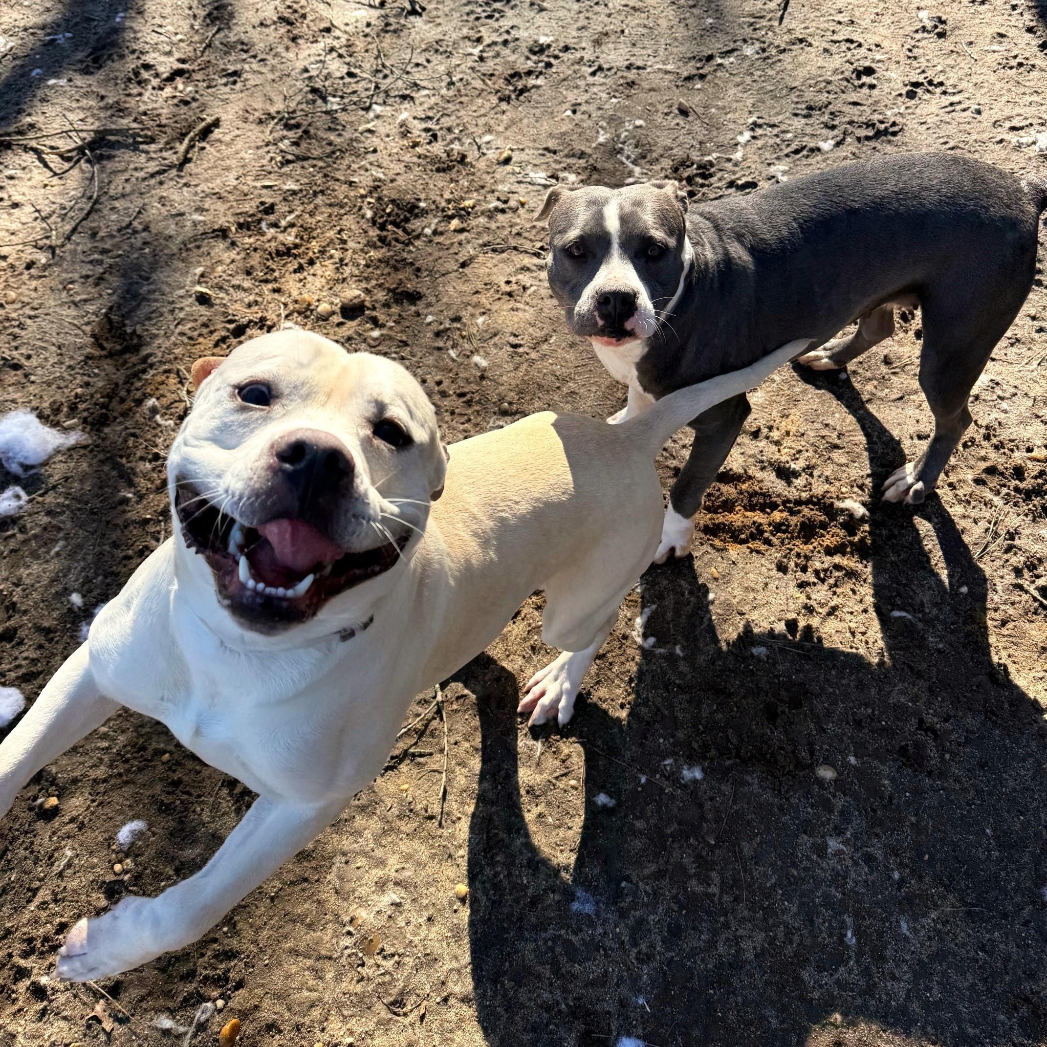 Enlarge Lance, an adopted mixed breed in Brookhaven, NY image 6/6