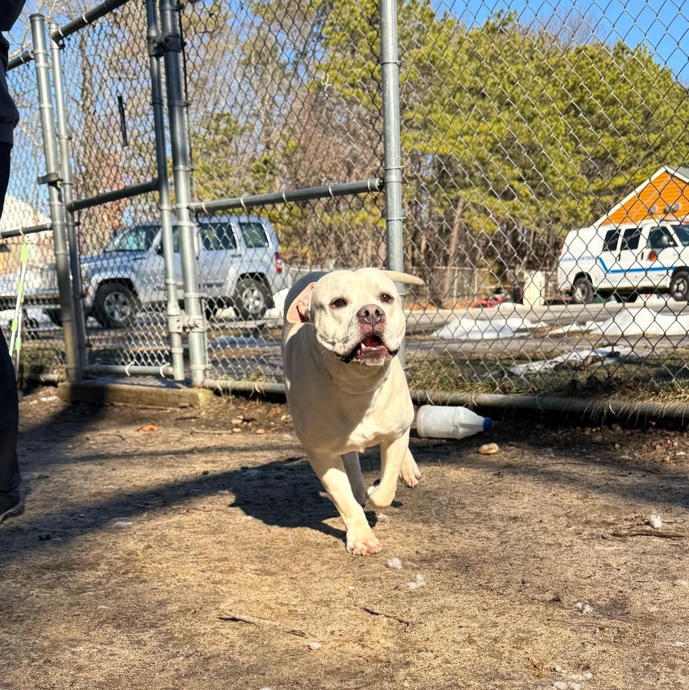 Enlarge Lance, an adopted mixed breed in Brookhaven, NY image 3/6