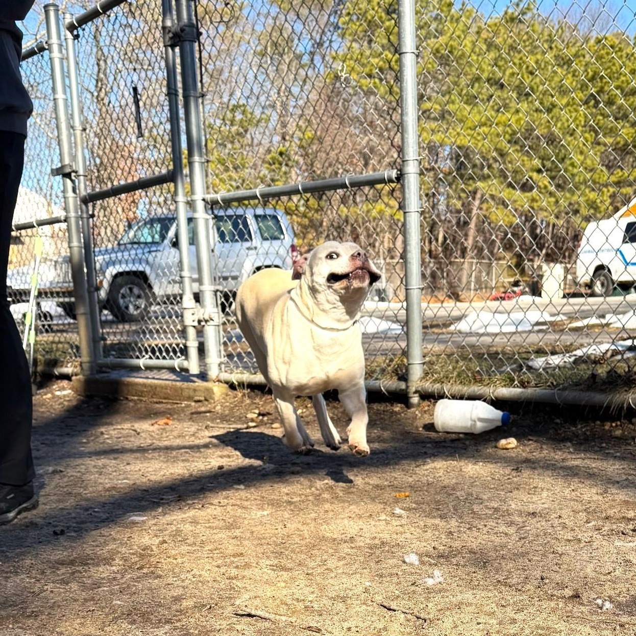 Enlarge Lance, an adopted mixed breed in Brookhaven, NY image 5/6