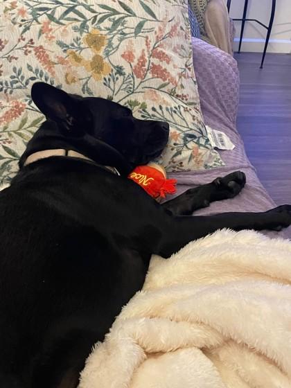 Olive, a Adoptable Mixed Breed in Maumee, OH image 1/3