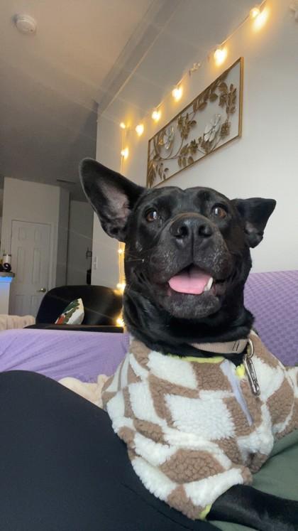 Olive, a Adoptable Mixed Breed in Maumee, OH image 2/3