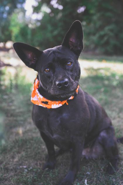 Olive, a Adoptable Mixed Breed in Maumee, OH image 3/3