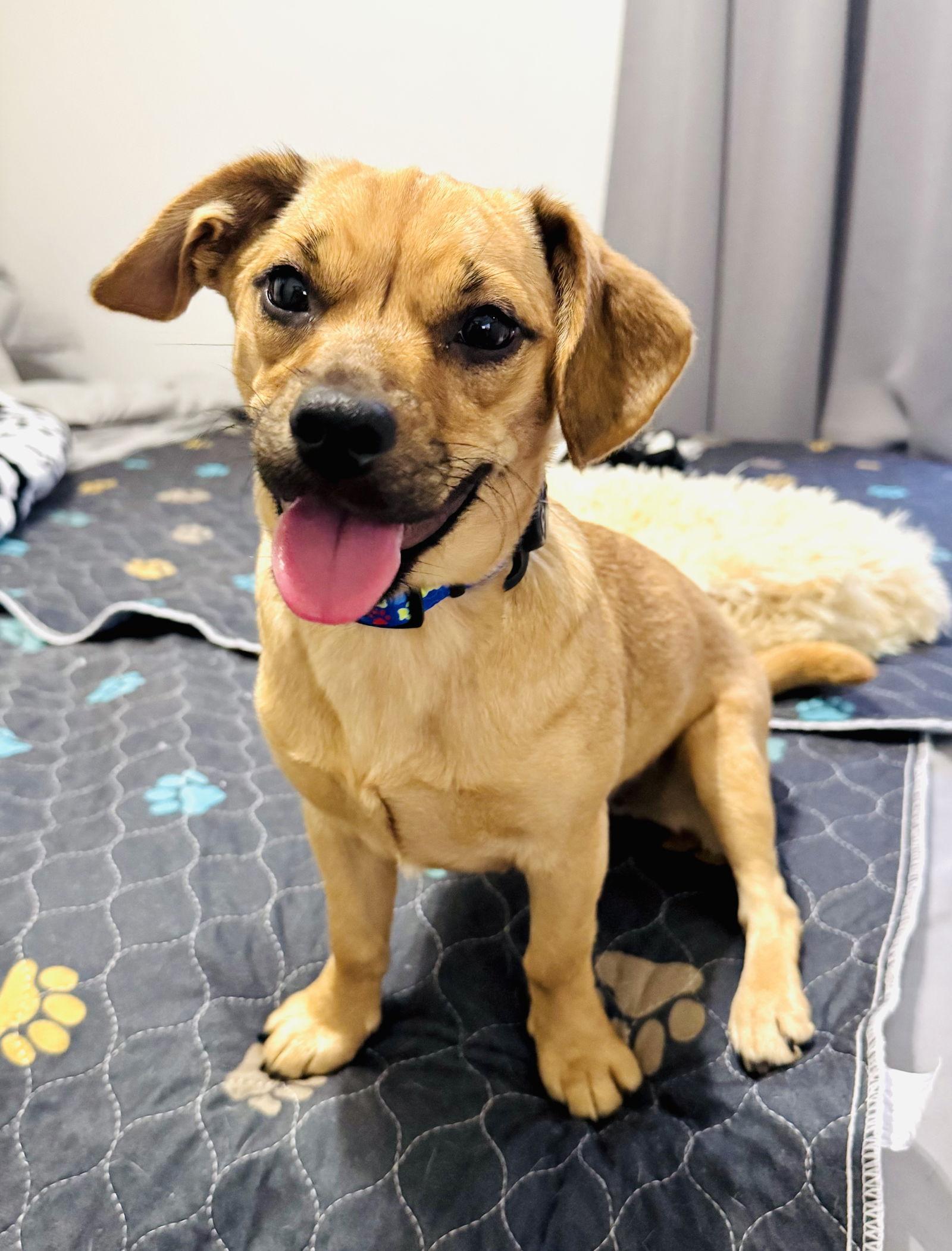 Jenny, a Adoptable mixed breed in Valrico, FL image 1/2