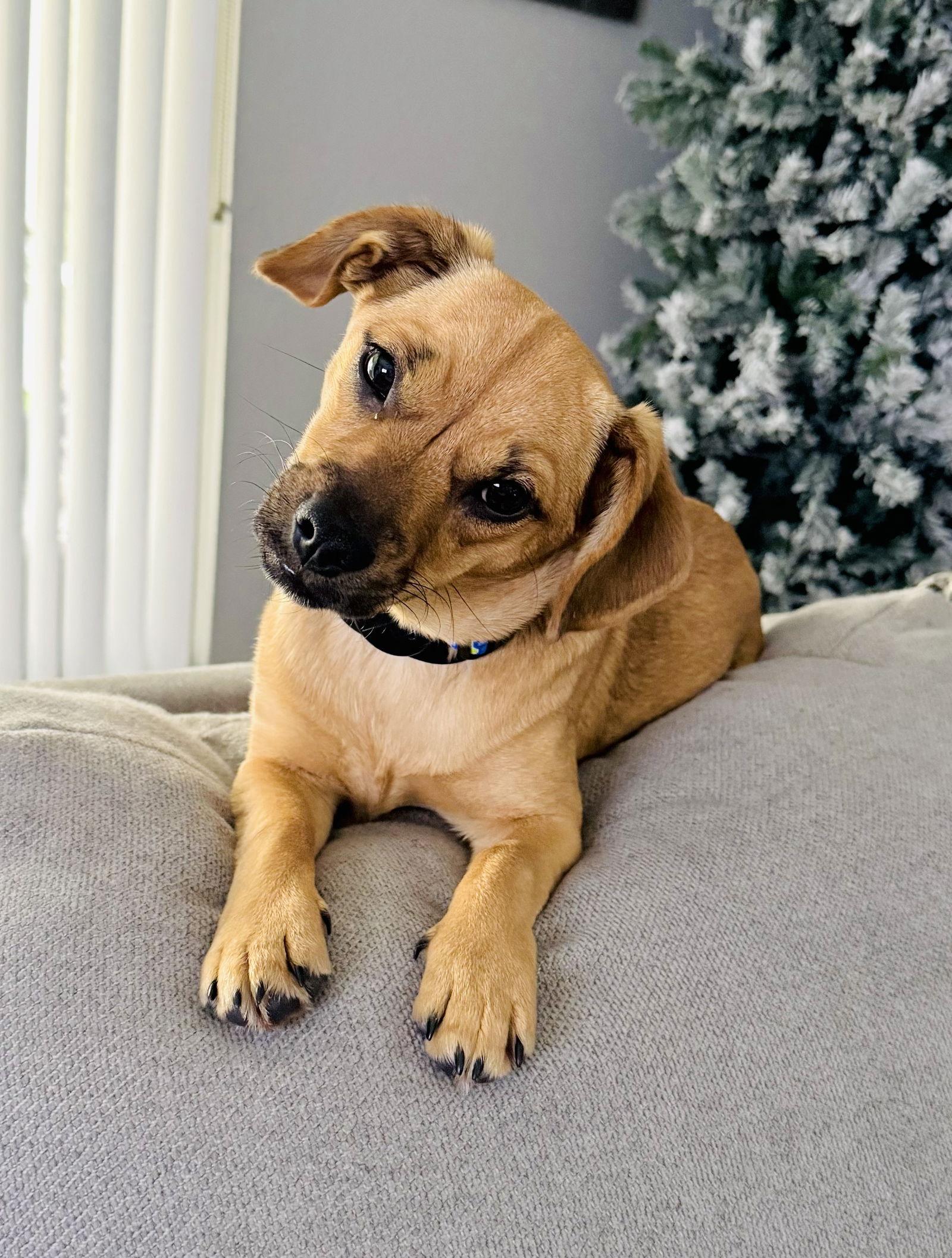 Jenny, a Adoptable mixed breed in Valrico, FL image 2/2