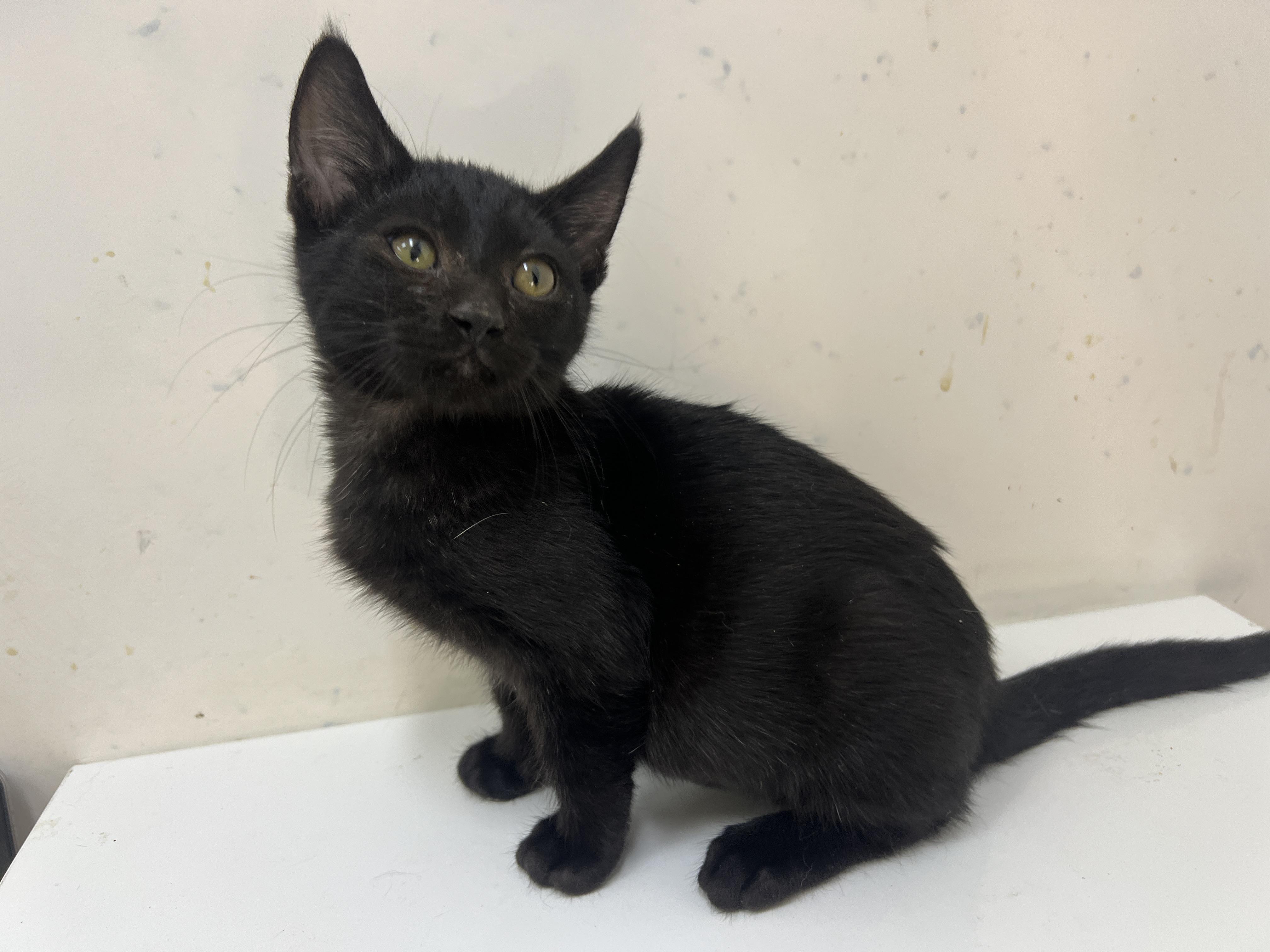 Firefly, a Adoptable Domestic Short Hair in chino, CA image 2/6