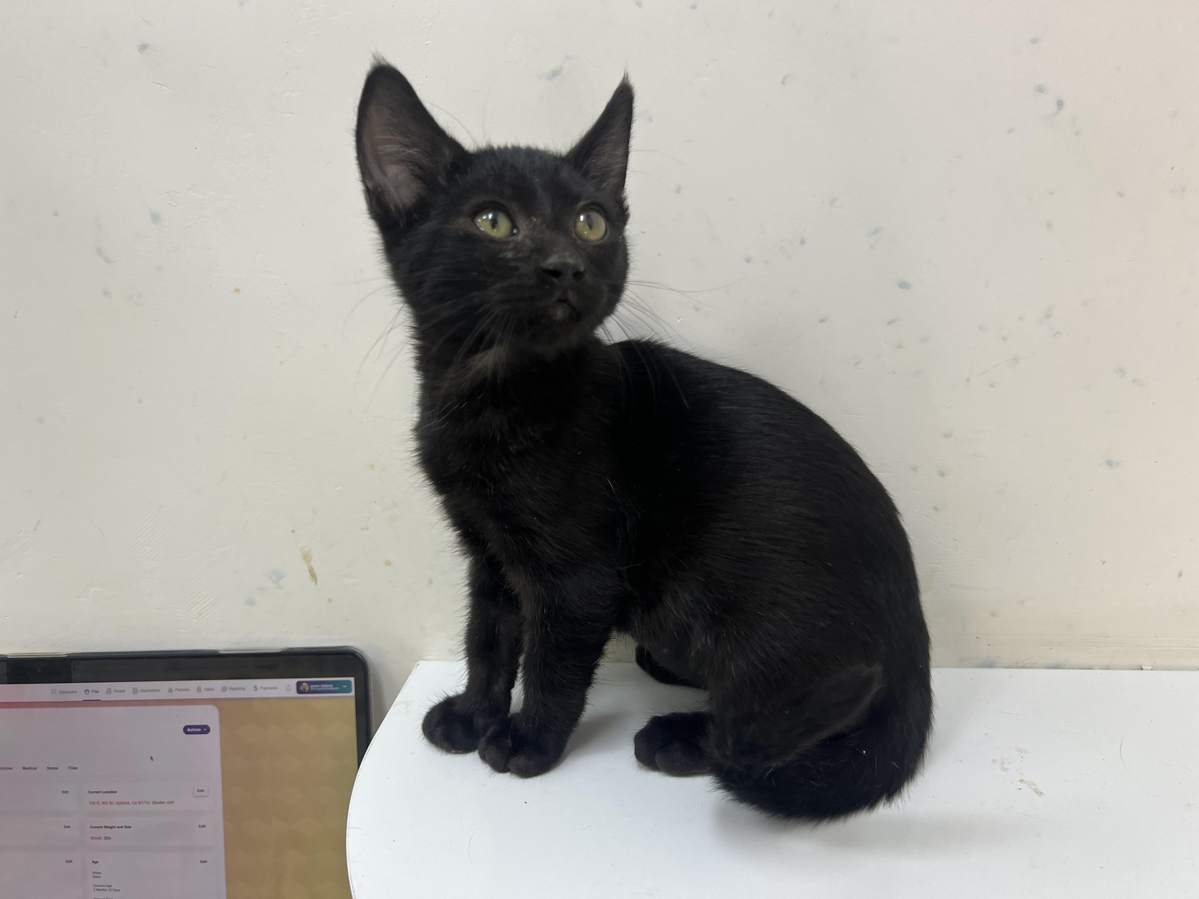 Firefly, a Adoptable Domestic Short Hair in chino, CA image 5/6
