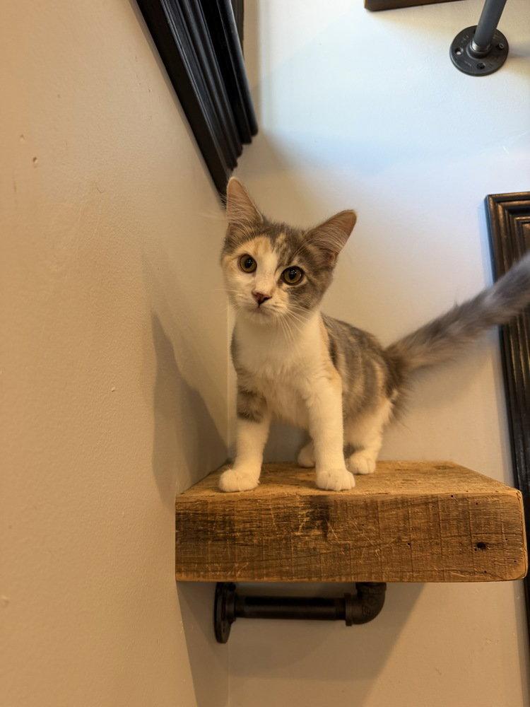 Allspice, Adopted, Kitten Female Domestic Medium Hair.