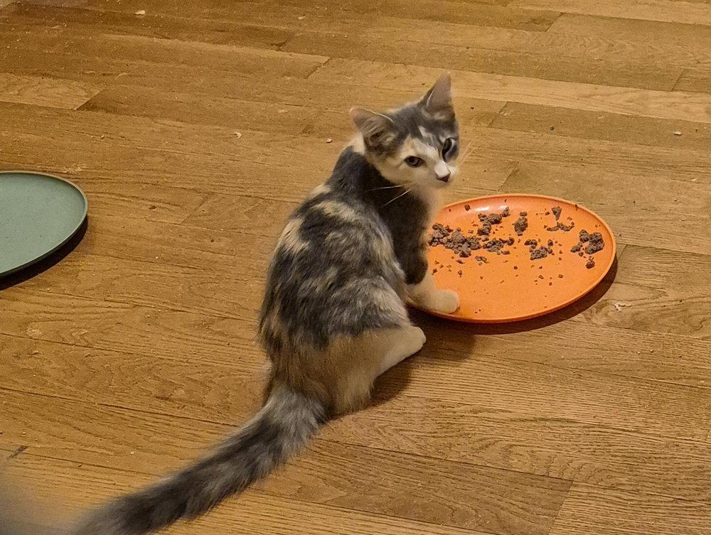 Enlarge Allspice, a Adopted Domestic Medium Hair in O'Fallon, MO image 2/3