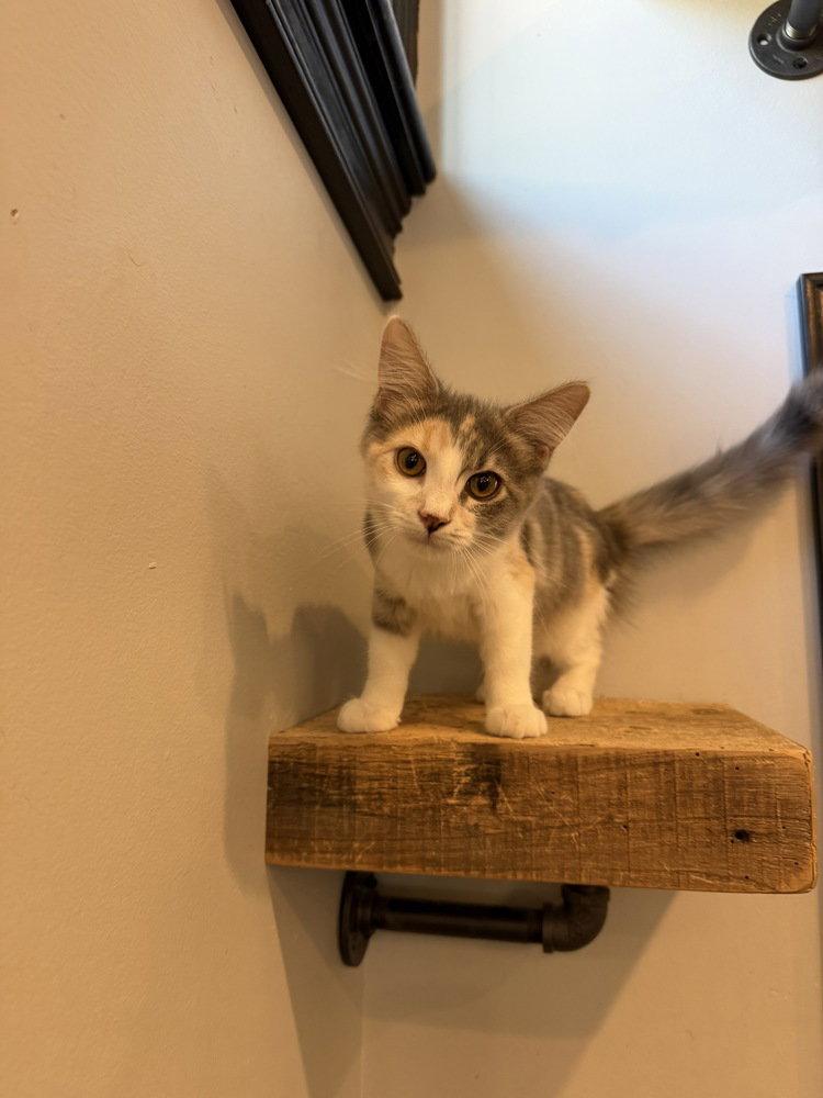 Enlarge Allspice, a Adopted Domestic Medium Hair in O'Fallon, MO image 3/3