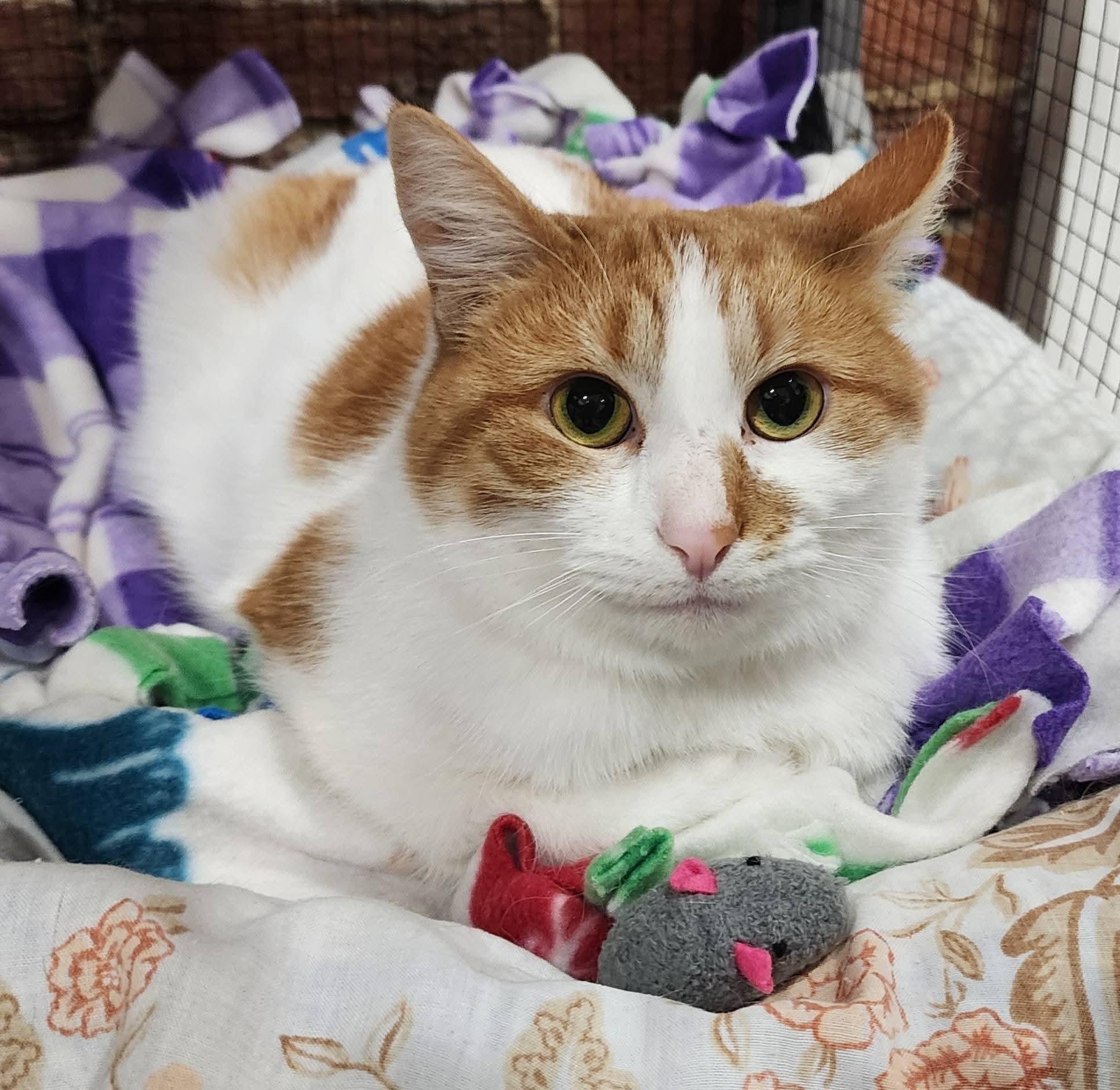 Gnocci, ADOPTABLE, Adult Female Domestic Short Hair.