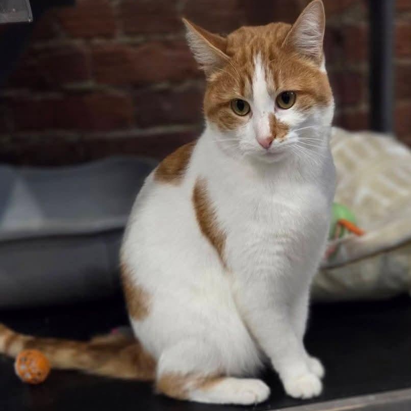 Enlarge Gnocci, a ADOPTABLE mixed breed in South Park, PA image 2/2