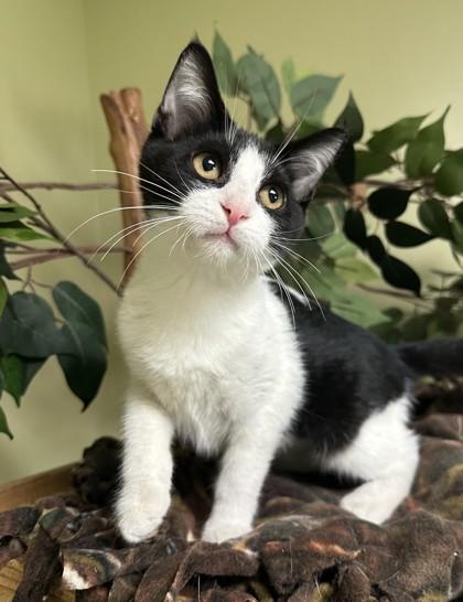 Dorey, Adoptable, Kitten Female Domestic Short Hair & Domestic Short Hair.