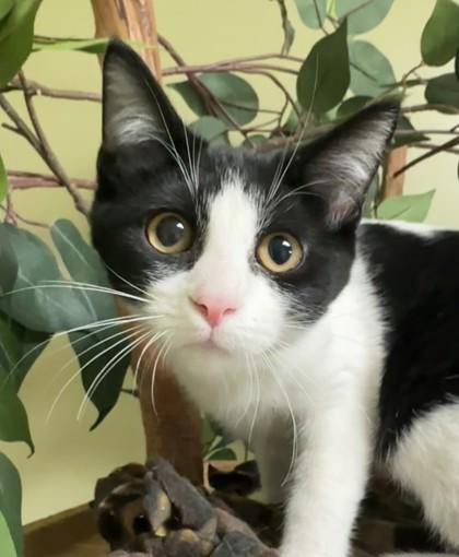 Dorey, a Adoptable mixed breed in Hastings, NE image 2/3