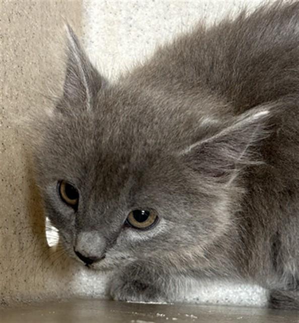 KNIFE, Adoptable, Kitten Female Domestic Long Hair.